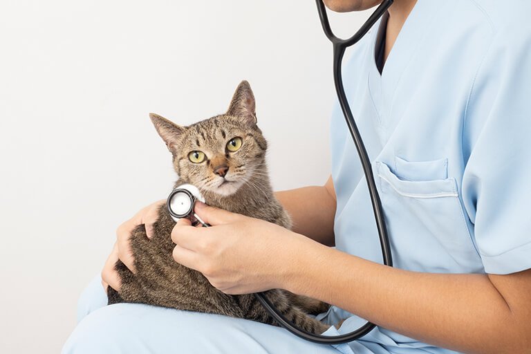診察される猫